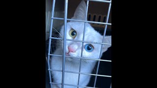 当我捡到一只落难猫公主后…… #异瞳猫#白猫#仙女猫#正能量