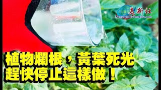 植物爛根，黃葉，死光，趕快停止這樣做！