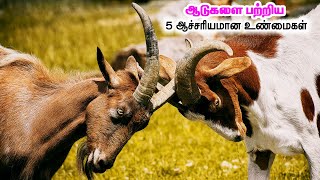 ஆடுகளை பற்றிய 5 ஆச்சரியமான உண்மைகள் | 5 AMAZING THINGS ABOUT GOATS