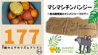 【東山動植物園公式】マシマシチンパンジー『第177回 朝のエサのリズムマシマシ90～雪なのでB1で手渡し➡あとは行き来自由～』