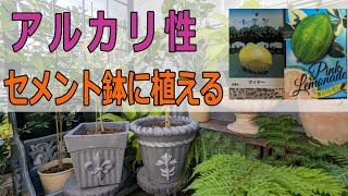 レモンの植え替え動画、マイヤーレモンとピンクレモネードの苗をアルカリ性のセメント植木鉢に植え替える。果たして成長は大丈夫かな？梅雨の天の恵みの雨と土公神様の土用期間のお仕事にお任せする。本当の菌の働き