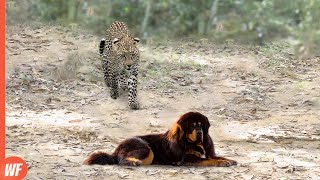 When Leopard Attacks Mastiff..It Grabs It to Death