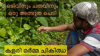 ചെറുകടലാടി എന്ന ഔഷധ സസ്യം VLOG 1. Contact for classes - 98473 76602