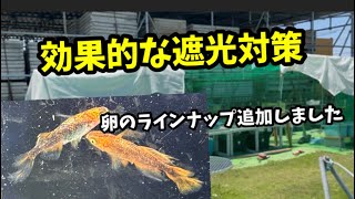 この2点のメダ活をサボるとヤバいですよ！【メダカ】