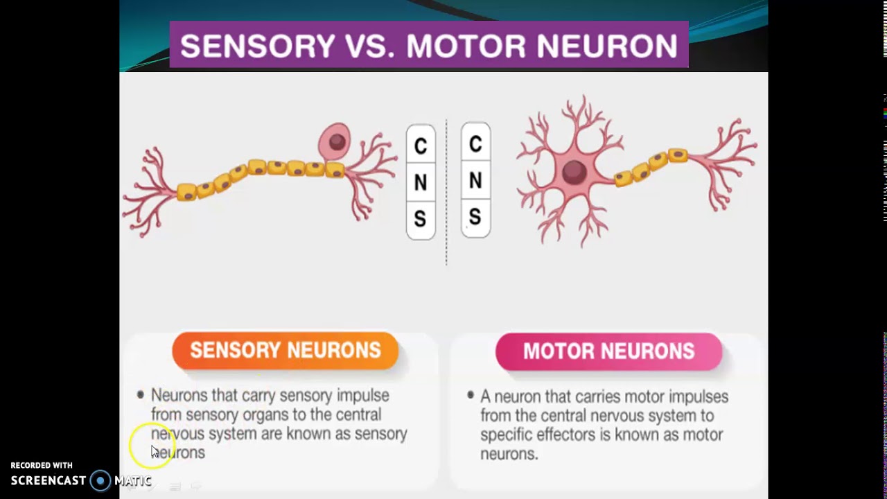 Motor Neuron And Sensory Neuron Differences And Differences Motor Neuron And Sensory Neuron Differences And Differences
