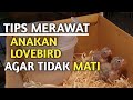 Cara Merawat Anakan Lovebird Agar Tidak Mati