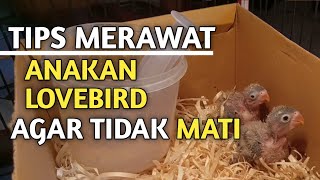 Cara Merawat Anakan Lovebird Agar Tidak Mati