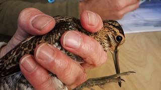 Common Snipe ringed at Herdla Fuglestasjon - Enkeltbekkasin (Galligano galligano)