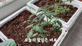 베란다 텃밭 2. 방울토마토 지지대 세우기