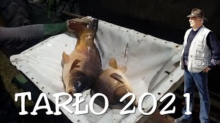 TARŁO KARPIA . 2021