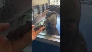 コツメカワウソと握手　箱根水族館　Asian short-clawed otter handshake