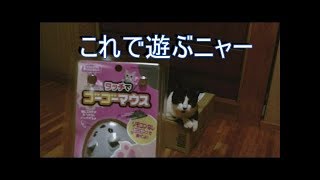 新しい猫用のおもちゃ！タッチでゴーゴーマウスで遊んでみた！