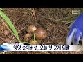 양양속초산림조합 양양 송이버섯 오늘 첫 공개 입찰 20240920