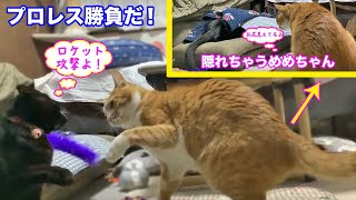 ＜2匹の猫通信＞「ほっこりライブ」めめちゃんマックとプロレス！ロケット攻撃で勝負だ！結局隠れるｗ 2019 12 27　- Cat Live Stream in Japan - Cat Life TV