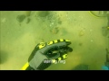 Underwater Metal Detecting a Vintage Swim Beach