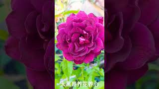 ROSE BURGUNDY ICEBERG酒红冰山