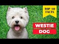 10 reasons to choose a WESTIE Terrier Dog