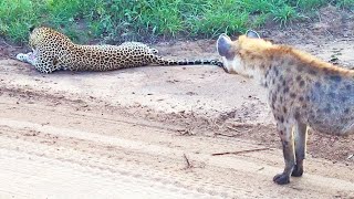Hyena Gives Leopard the Fright of its Life!
