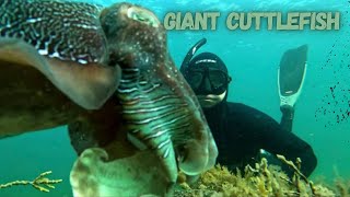 GIANT CUTTLEFISH (UNDERWATER)