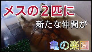 メスの２匹に新たな仲間が 亀の楽園 岡山