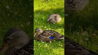 A female mallard approaches a male マガモのメス,首を動かす #shorts