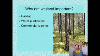 Wetland Types