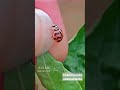 beautiful zigzag ladybird beetle order coleoptera family coccinellidae insects shorts punjab