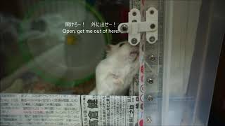 扉を開けたいハムスター Hamster wants to open the door