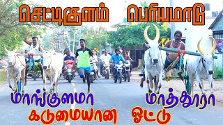 settikulam periyamaadu 1 செட்டிகுளம் பெரிய மாடு