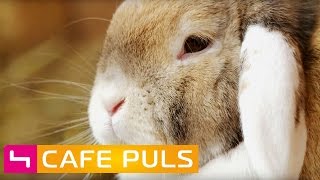 OSTERHASE, Osterlamm \u0026 Co - Welche BEDEUTUNG haben sie?  | Café Puls