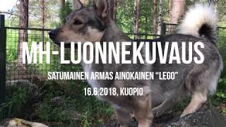 MH-Luonnekuvaus for dummies: länsigöötanmaanpystykorva Lego