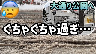 札幌の冬☃️まだ降るの⁉︎何かもうぐちゃぐちゃ😓雪まつりはこんな感じでした。