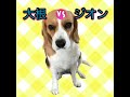 ビーグル犬 ジオン vs. 大根