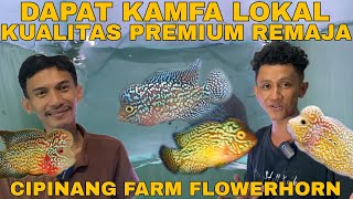 Review Paket IKAN LOUHAN KAMFA LOKAL INDONESIA kualitas SUPER Dari CIPINANG FARM FLOWERHORN