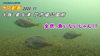 【134】大阪 泉大津 花市場公園前／釣り場の水中映像（GoPro撮影）