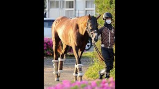 【注目馬動向】マスターフェンサーは引き続き松山弘平騎手とのコンビで白山大賞典へ|Top News