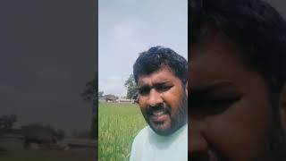 Durg farmer Chaman Bansaur told the secret of flourishing paddy crop.