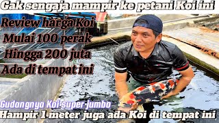 Gak sengaja mampir ke petani Koi ini ‼️ternyata Koi super jumboan full stoknya ‼️Heri Koi farm tuban