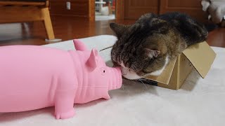 ブタとねこ。-Pig and Cats.-