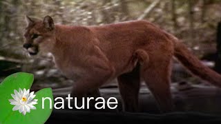 Explore the Wildlife Kingdom - Cougar Hugs Man In Woods