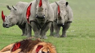 Rhino vs Lion Fight - Most Amazing Wild Animal Attacks HD