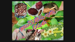 කොට්ටන් නොහොත් කොට්ටම්බා වල ඖෂධීය වටිනාකම ..........