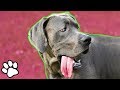 Funny Great Danes | Try Not to Laugh Challenge | That Pet Life