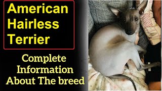 American Hairless Terrier  Pros and Cons, Price, How to choose, Facts, Care, History