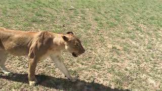 Look Tanzania safari Nyerere N Park