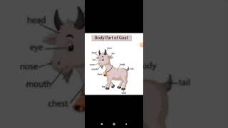 BODY PARTS OF GOAT