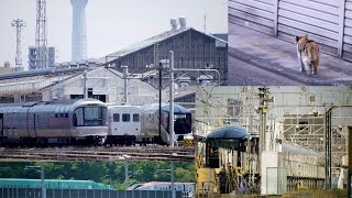 四季島と猫 《 尾久車両センターで営業開始初運転後の四季島を見る》 カシオペアなど