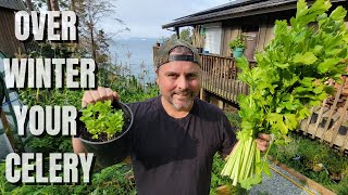 How to Keep Your CELERY Going ALL WINTER