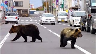 食品に「ハチミツをまぶした」…日本、店に侵入したクマを捕獲