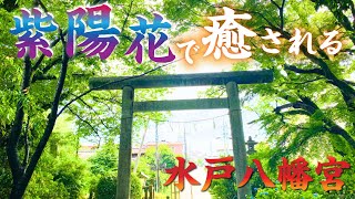 【茨城】【神社】【あじさいまつり】紫陽花の名所であるパワースポット「八幡宮」で癒しパワーを頂こう！！